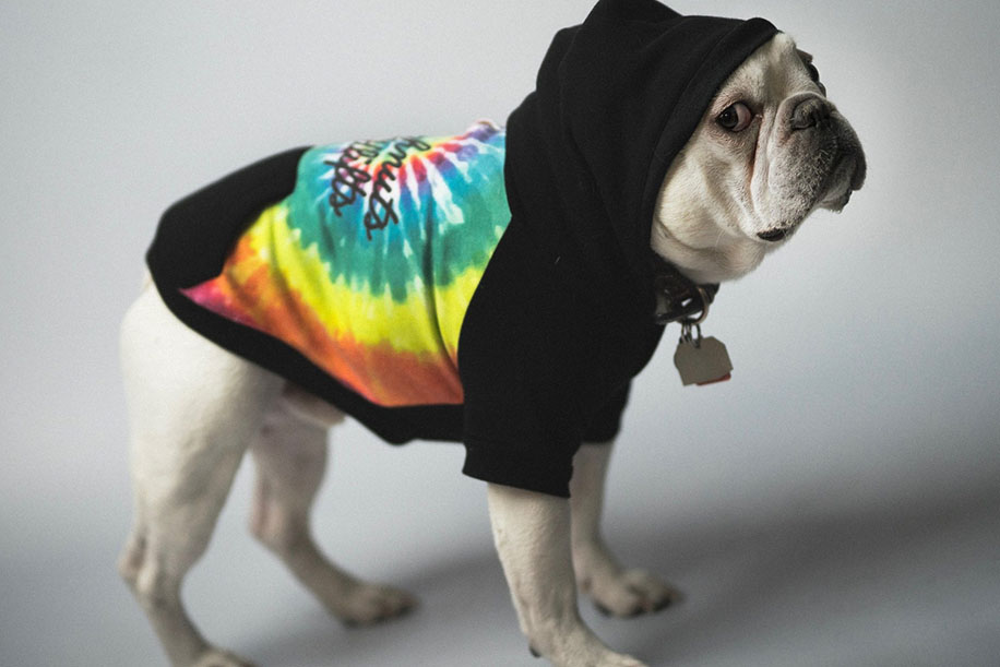 Dog in Tie Dye hoodie